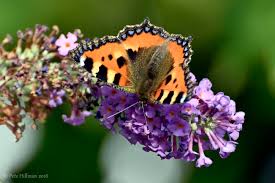 Attēlu rezultāti vaicājumam “Aglais urticae upperside”