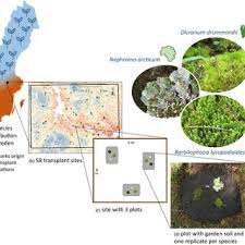 Attēlu rezultāti vaicājumam “Barbilophozia lycopodioides”