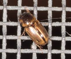 Attēlu rezultāti vaicājumam “Aphodius subterraneus imago”