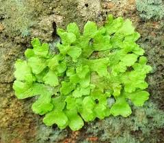 Attēlu rezultāti vaicājumam “Marchantiopsida”