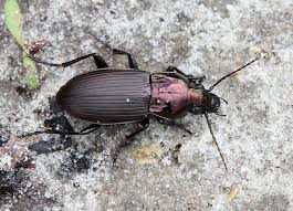 Attēlu rezultāti vaicājumam “Poecilus lepidus”