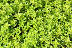 Attēlu rezultāti vaicājumam “Thymus pulegioides”