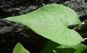 Attēlu rezultāti vaicājumam “Fallopia convolvulus”