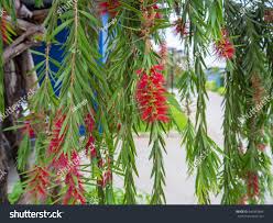 Attēlu rezultāti vaicājumam “Salix x doniana flower”
