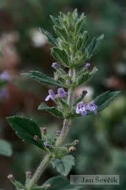 Attēlu rezultāti vaicājumam “Acinos arvensis”