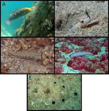 Image result for Scarus zelindae