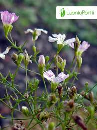 Attēlu rezultāti vaicājumam “Gypsophila muralis fruit”