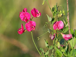 Attēlu rezultāti vaicājumam “Lathyrus tuberosus bud”