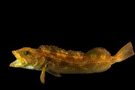 Image result for Ophiodon elongatus