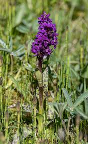 Attēlu rezultāti vaicājumam “Dactylorhiza majalis subsp. baltica”