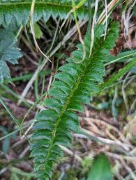 Attēlu rezultāti vaicājumam “Polystichum lonchitis”