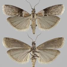 Attēlu rezultāti vaicājumam “Sciota fumella”