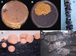 Attēlu rezultāti vaicājumam “Physarum notabile spores”