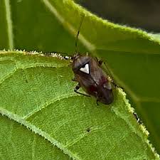 Attēlu rezultāti vaicājumam “Lygus pratensis”