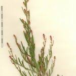 Attēlu rezultāti vaicājumam “Atriplex littoralis”