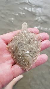 Image result for Scophthalmus maximus