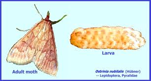 Attēlu rezultāti vaicājumam “Ostrinia nubilalis”