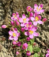 Attēlu rezultāti vaicājumam “Centaurium littorale leaf”