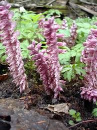 Attēlu rezultāti vaicājumam “Lathraea squamaria flower”