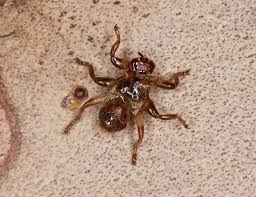 Attēlu rezultāti vaicājumam “Lipoptena cervi”