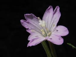 Attēlu rezultāti vaicājumam “Epilobium montanum flower”