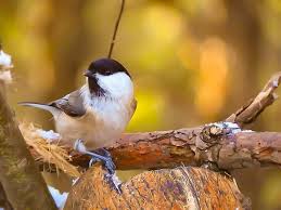 Attēlu rezultāti vaicājumam “Poecile montanus”