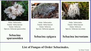 Attēlu rezultāti vaicājumam “Sebacina incrustans”