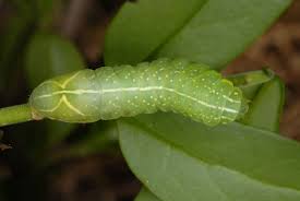 Attēlu rezultāti vaicājumam “Amphipyra perflua”