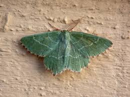 Attēlu rezultāti vaicājumam “Thalera fimbrialis”