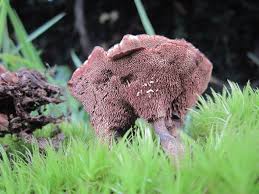 Attēlu rezultāti vaicājumam “Hydnellum ferrugineum”