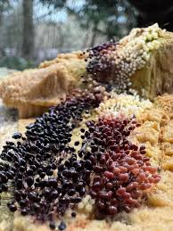 Attēlu rezultāti vaicājumam “Amaurochaete atra young”