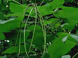 Attēlu rezultāti vaicājumam “Catalpa ovata fruit”