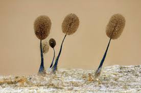 Attēlu rezultāti vaicājumam “Comatricha elegans”