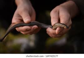 Image result for Lampetra fluviatilis