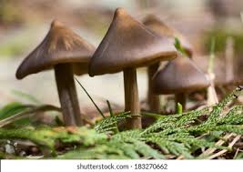 Attēlu rezultāti vaicājumam “Entoloma vernum”