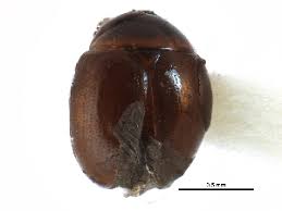 Attēlu rezultāti vaicājumam “Anisotoma humeralis”