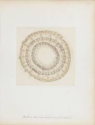 Attēlu rezultāti vaicājumam “Harpanthus flotovianus cells”