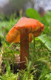 Attēlu rezultāti vaicājumam “Rimbachia neckerae”