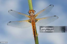 Attēlu rezultāti vaicājumam “Libellula fulva male”