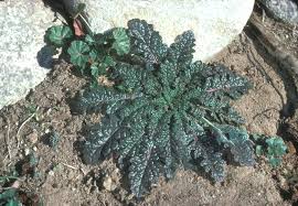 Image result for Verbascum blattaria