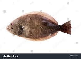 Image result for Paralichthys lethostigma