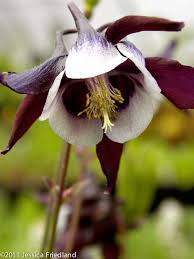 Image result for Aquilegia vulgaris