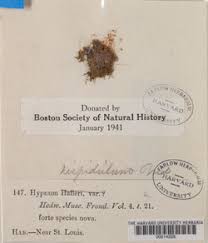 Attēlu rezultāti vaicājumam “Campylophyllum sommerfeltii”