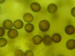 Attēlu rezultāti vaicājumam “Physarum bryocorticola macro”