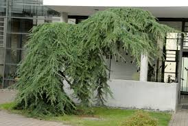 Attēlu rezultāti vaicājumam “Larix kaempferi”