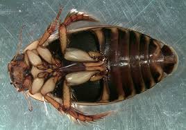 Attēlu rezultāti vaicājumam “Rhantus frontalis”