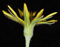 Attēlu rezultāti vaicājumam “Tragopogon pratensis subsp. pratensis bud”