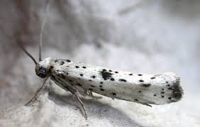 Attēlu rezultāti vaicājumam “Yponomeuta plumbella”