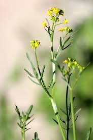 Attēlu rezultāti vaicājumam “Rorippa sylvestris leaf”