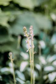 Attēlu rezultāti vaicājumam “Maianthemum bifolium bud”